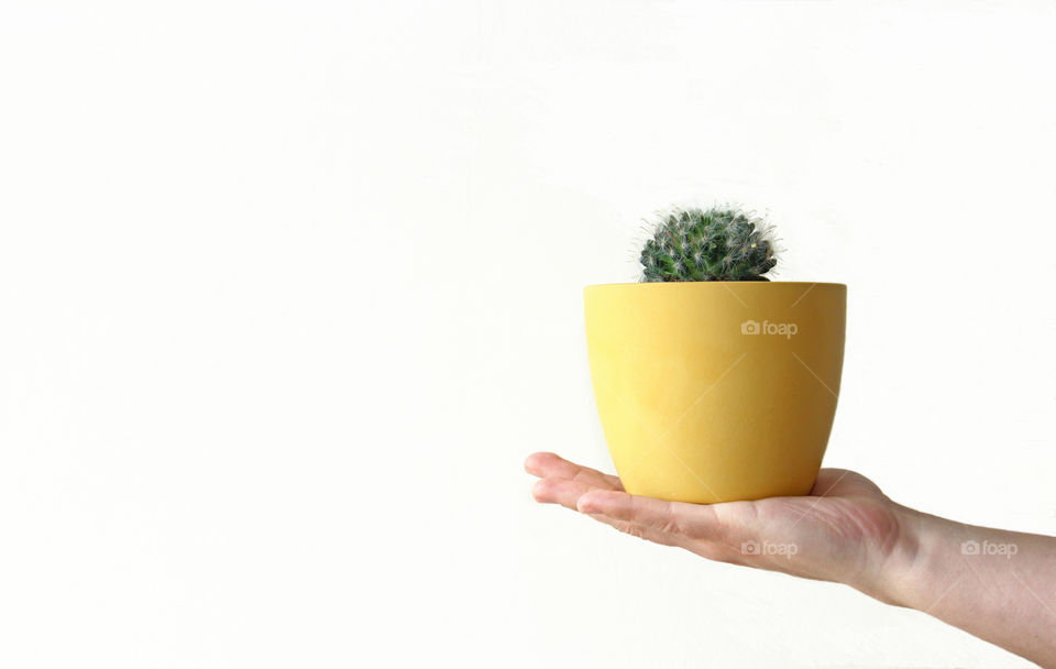 Cactus in yellow pot