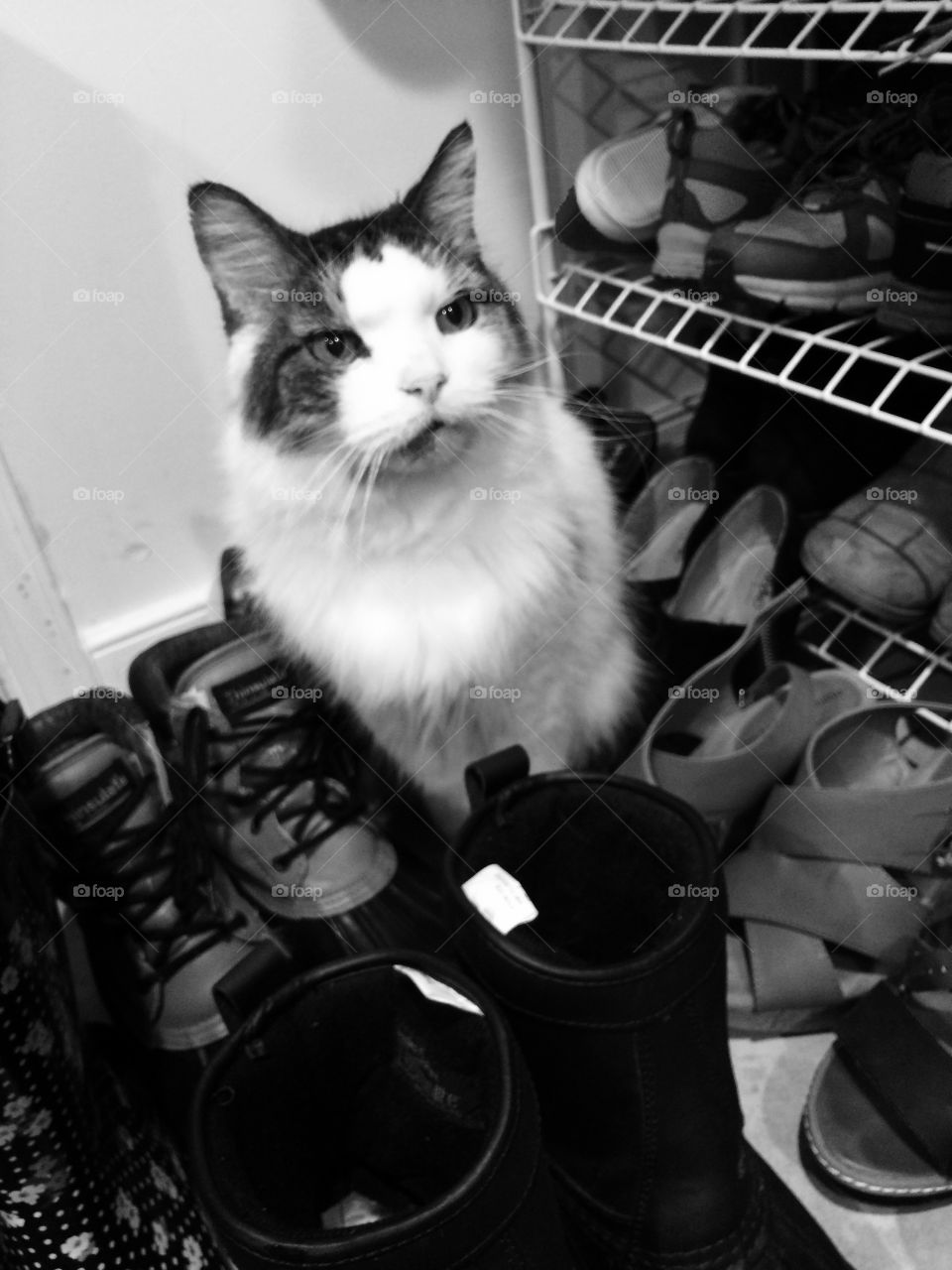 Cat amongst the shoes