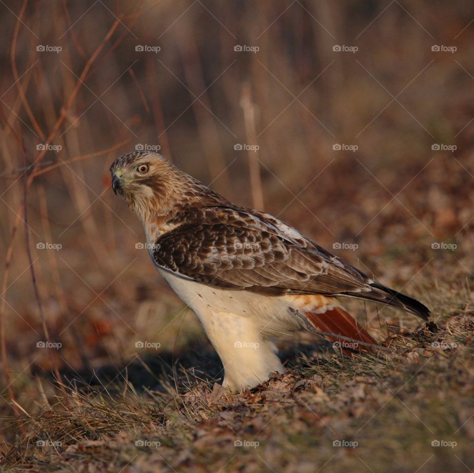 red -tailed hawk
