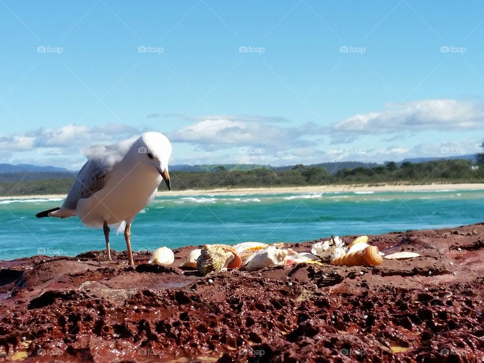 A seagull standing on red rocks looking at seashells on the beach.