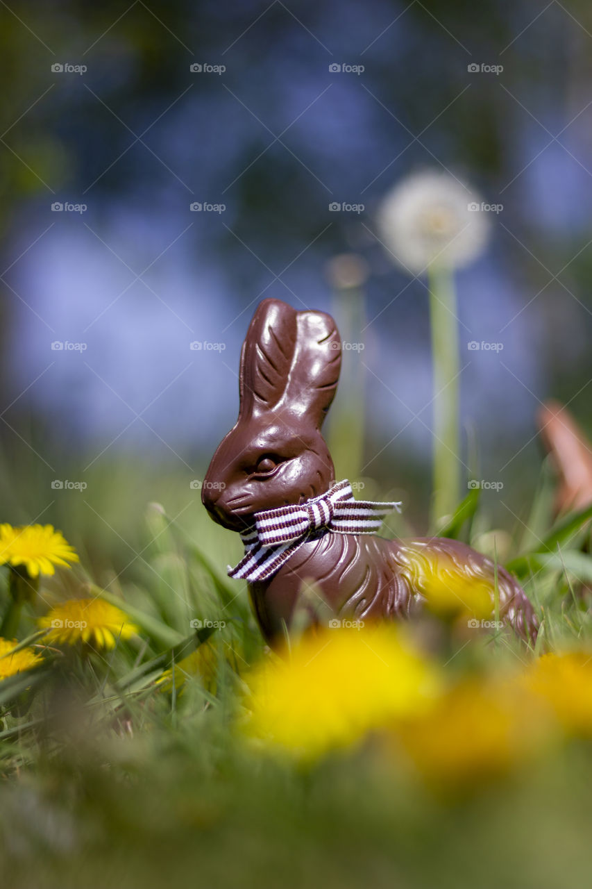 A portrait of a chocolate easter bunny hidden in the garden between the grass and dandelions ready for the kids to start their egg hunt.