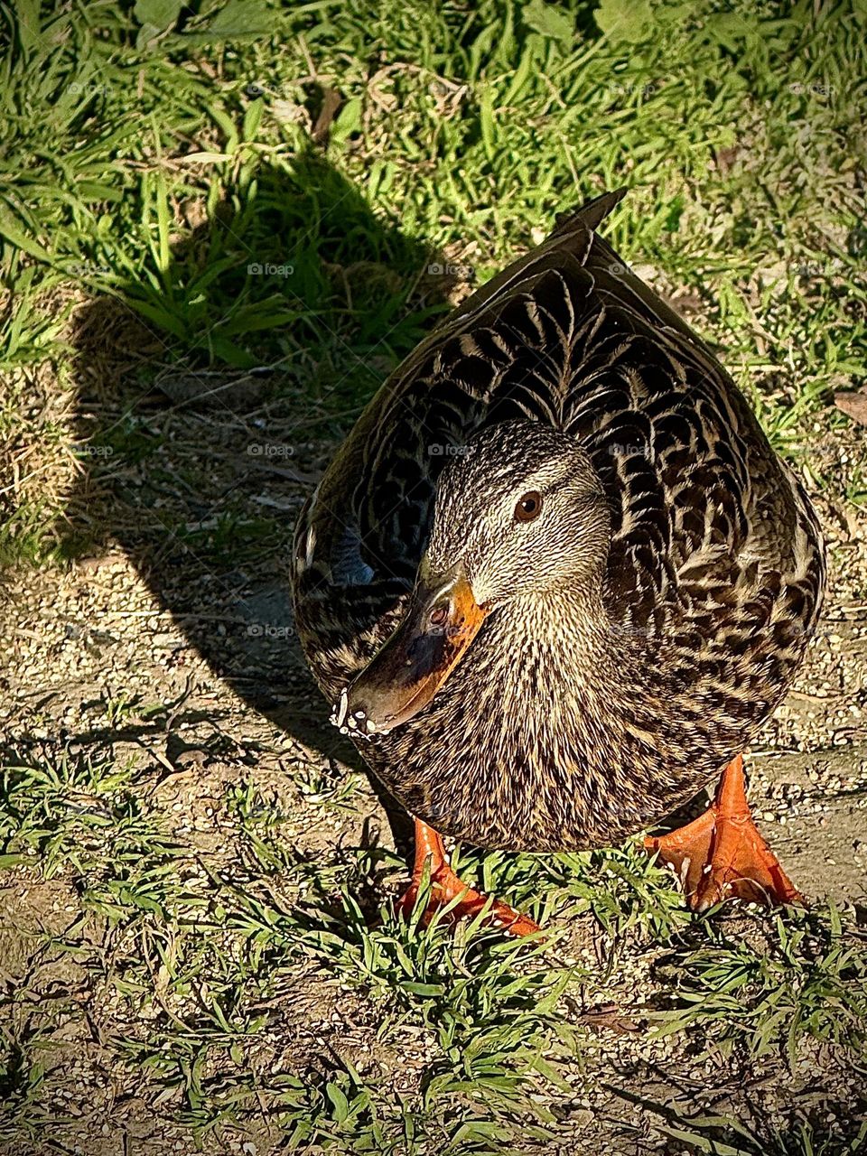 Mallard Duck with Birdseed