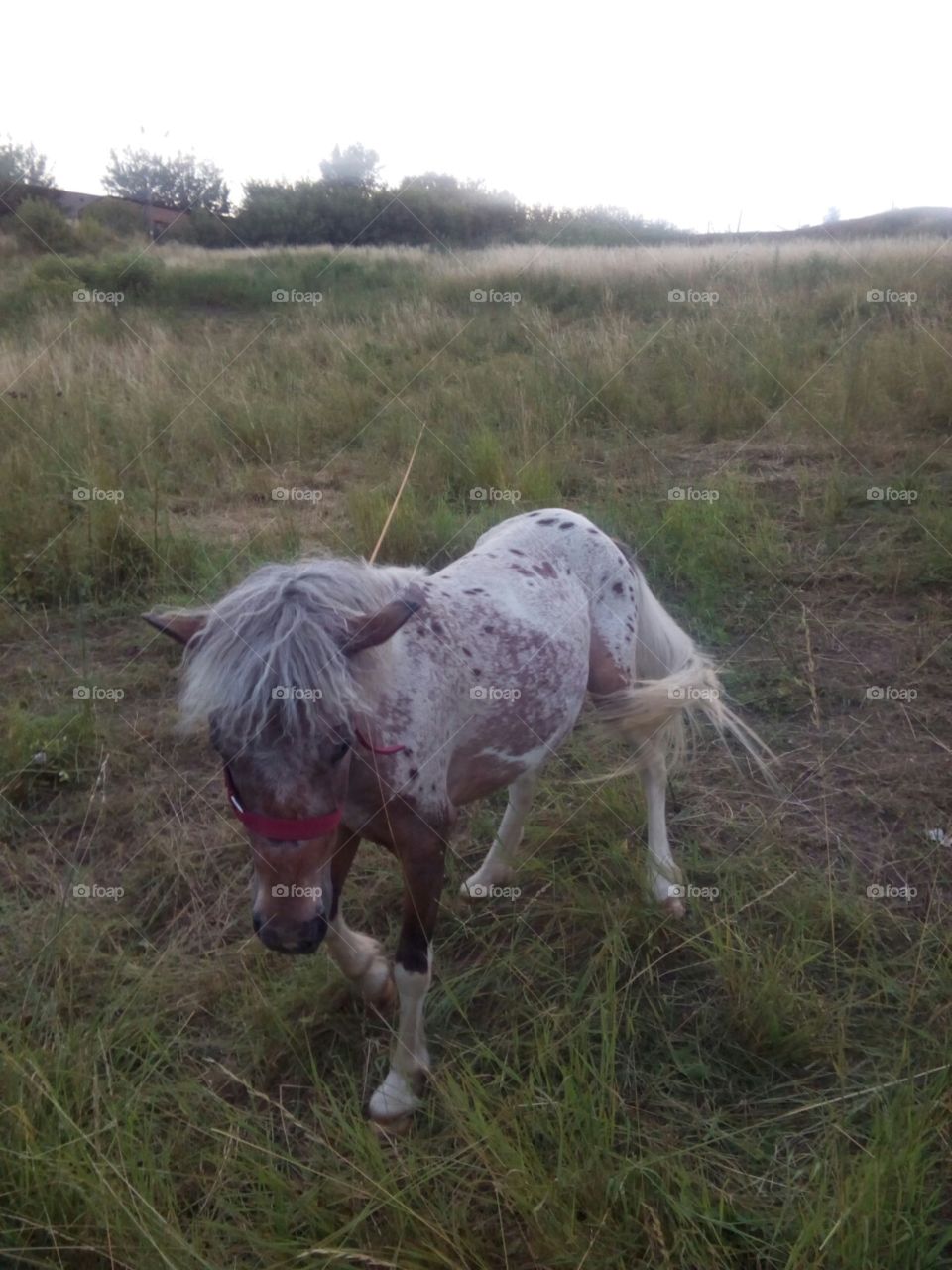 пони, то же кони