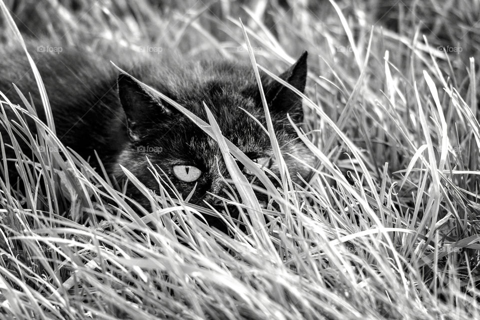 A black and white portrait of a black cat hiding in some tall grass in a meadow staring straight into the camera