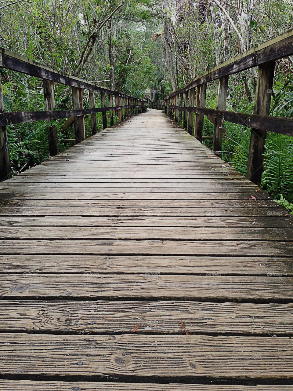 Lights and shadows cross a long foot bridge to the forest.