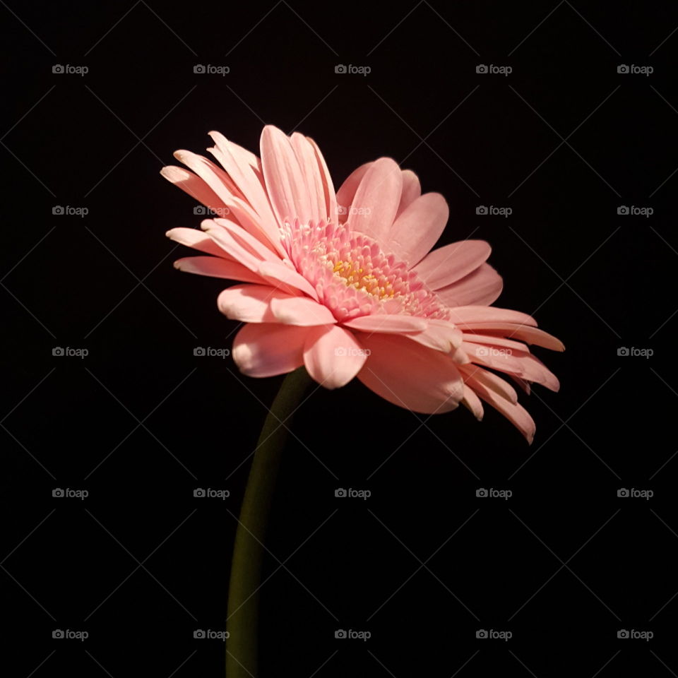 Studio shot of pink flower on black background