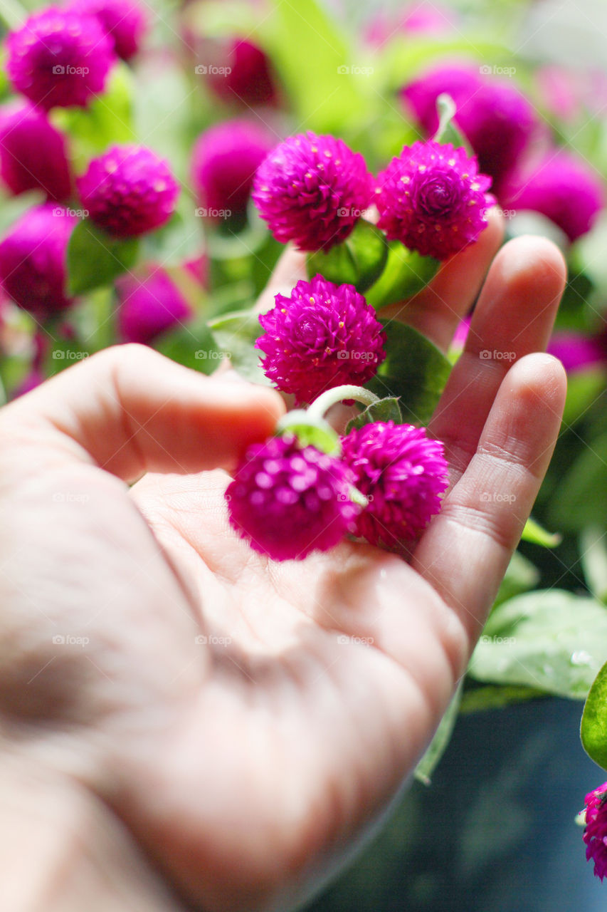 globe amaranth