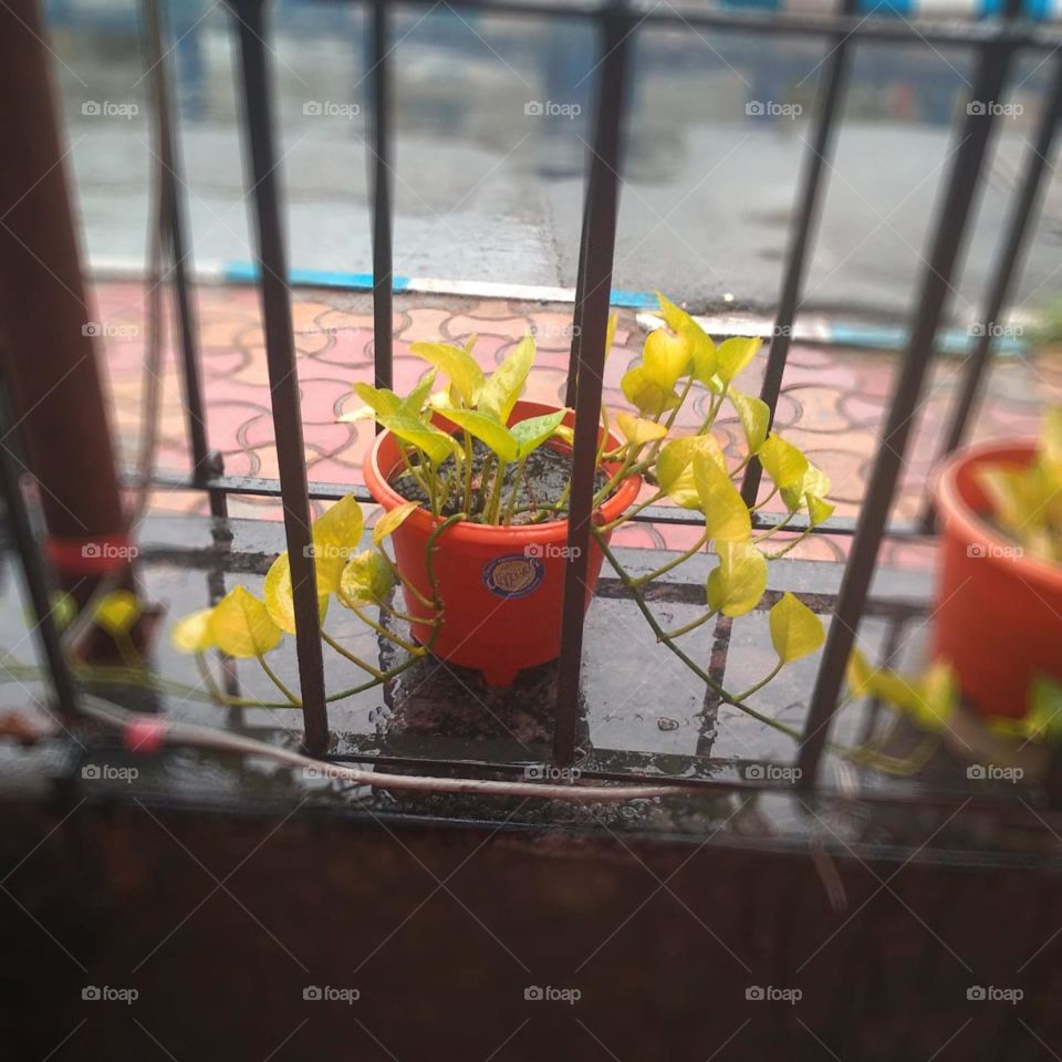 Trees on pot in Cave