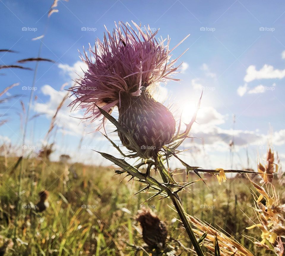 Thistle sunset