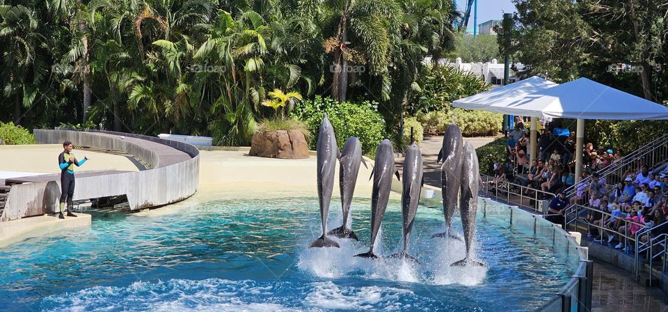 dolphins seaworld