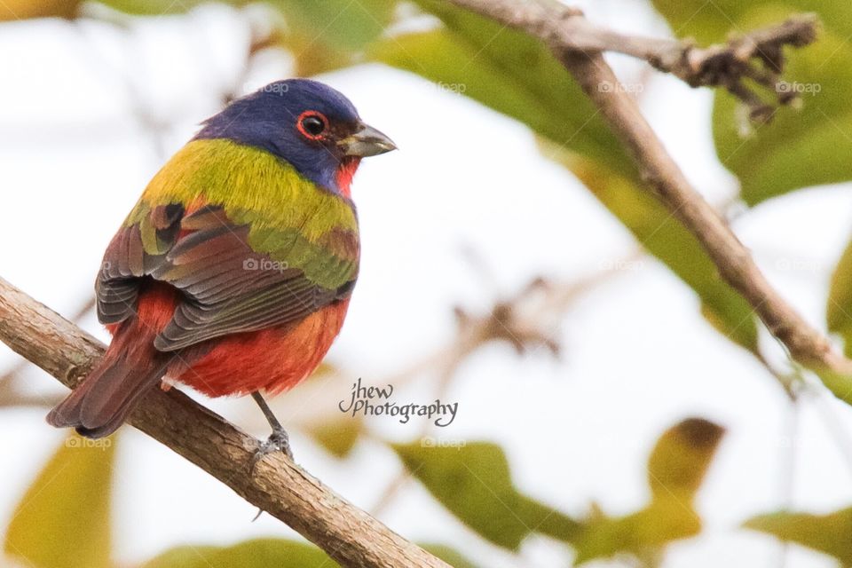 Painted Bunting amongst new spring green leaves