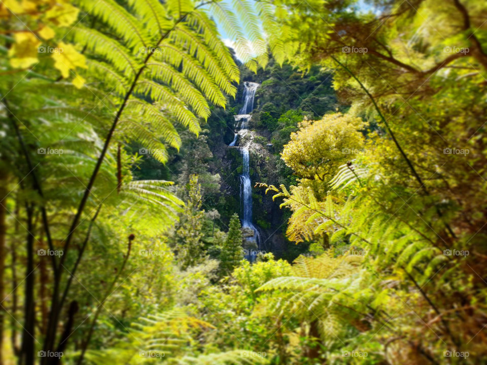 Plants Framing a Waterfall
