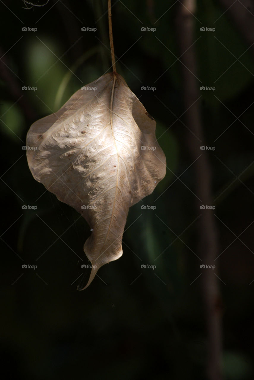 A leaf but if seen with magic in one's eye,  a loveable God portrait.