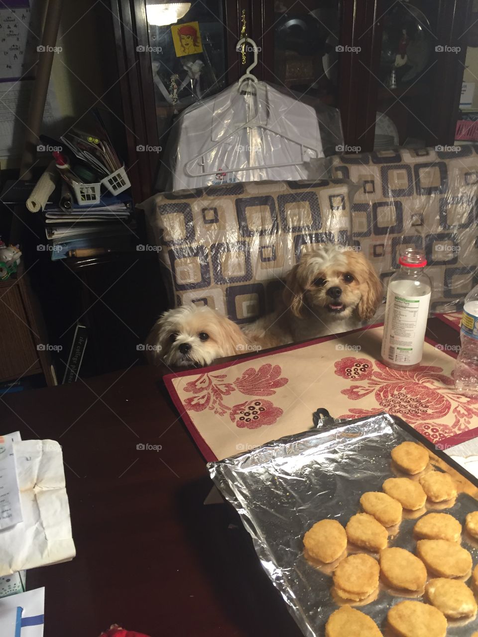 Happy Shih Tzu Puppies wanting Chicken Nuggets