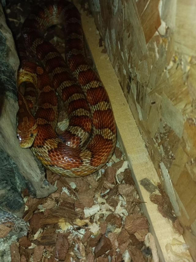snake resting