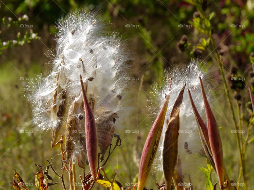 Milkweed. Milkweed