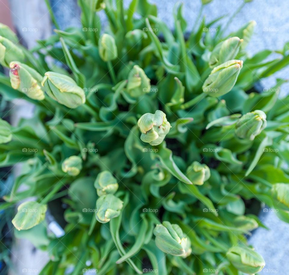 top down tulips with green leaves