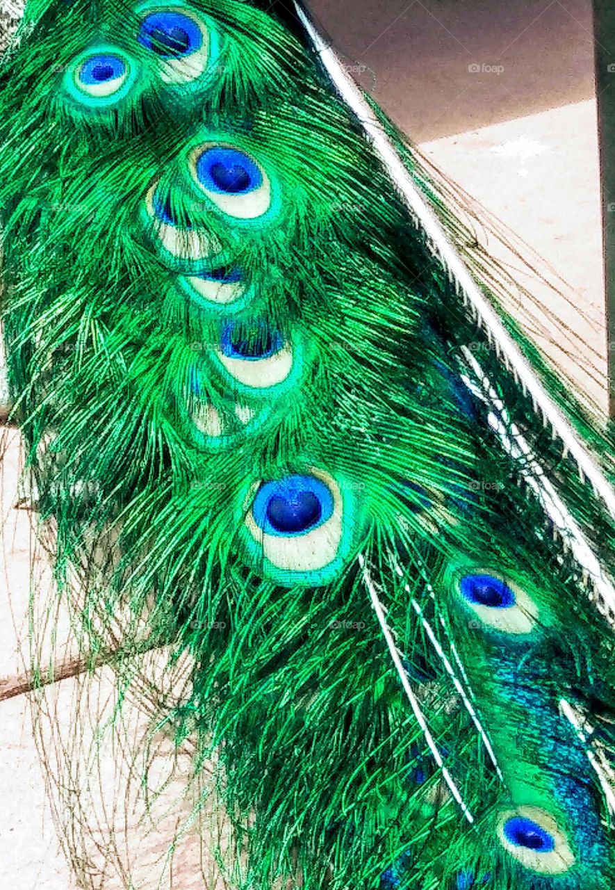 peacock tail
