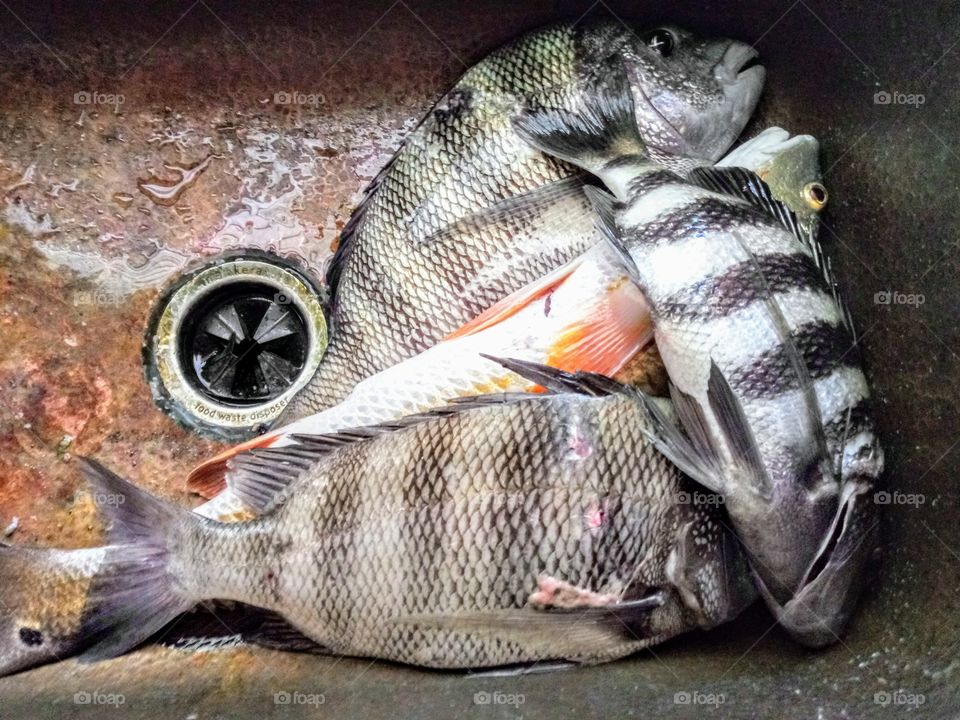 a good days catch of fish waiting to be cleaned in a copper sink