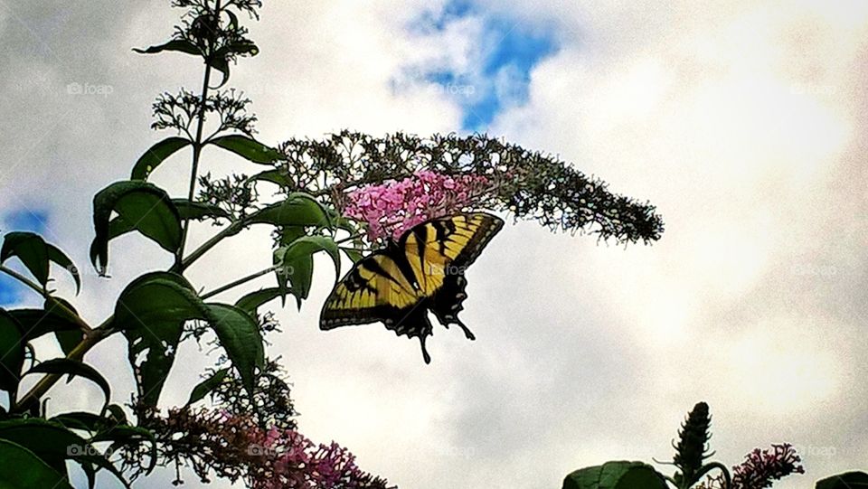 on the wings of love