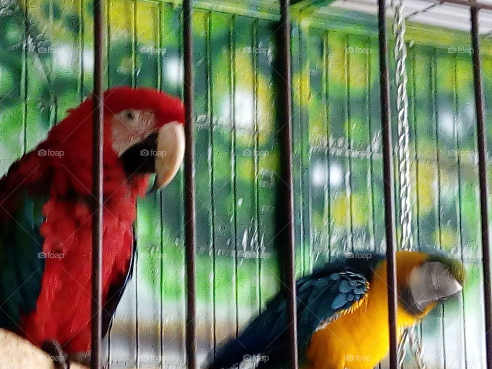 2 parrots