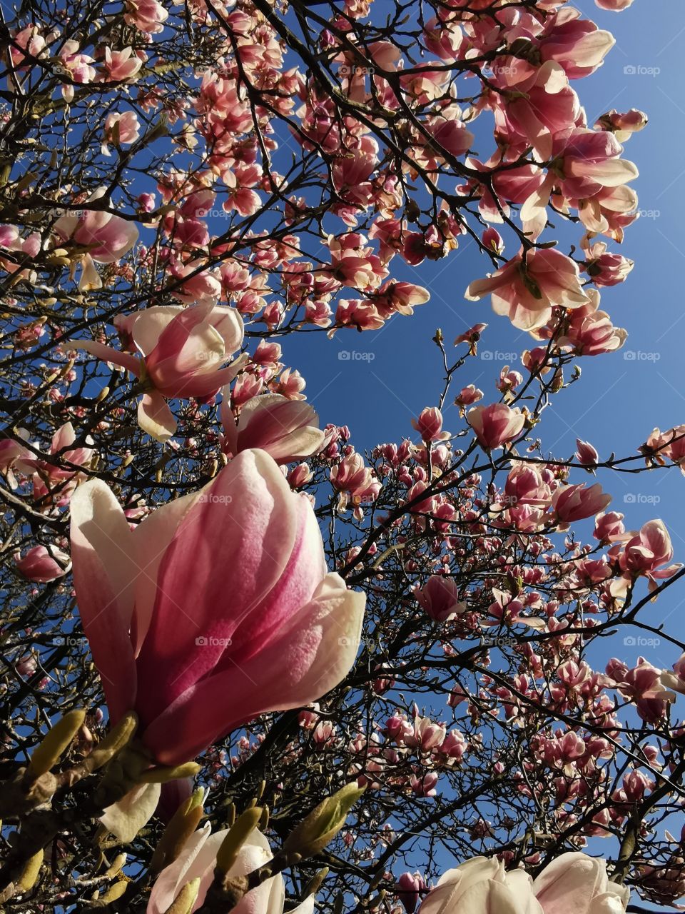 Magnolia blossom