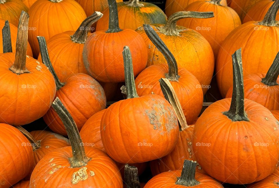 Pumpkins with stems