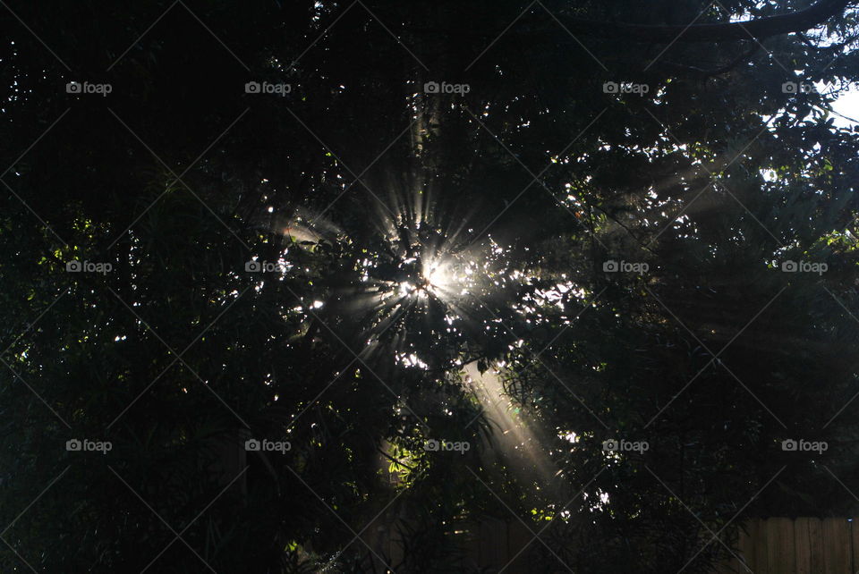 Beautiful sun rays through a tree