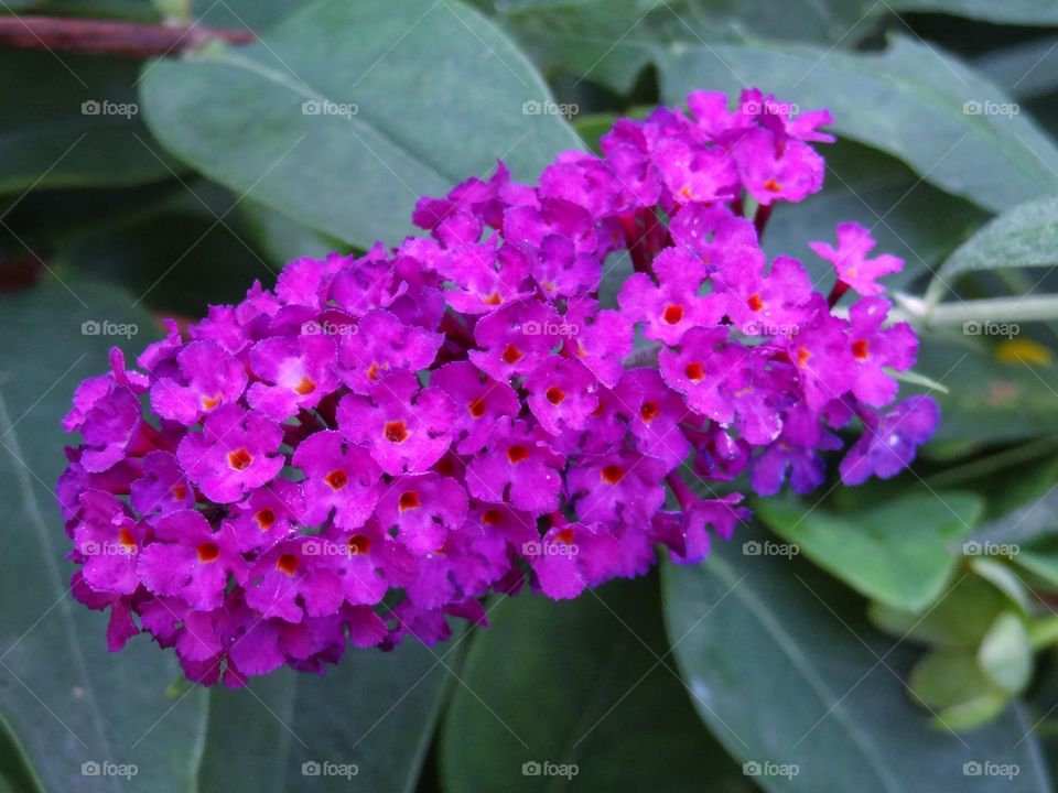 Close-up of flower head