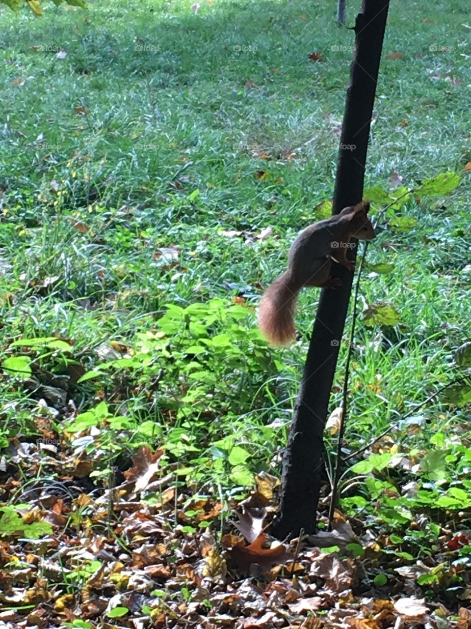 Squirrel 