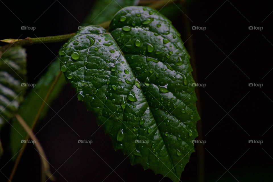 Wet leaf 