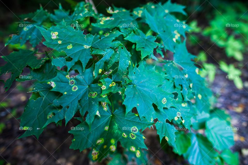 Leaf, No Person, Nature, Outdoors, Growth