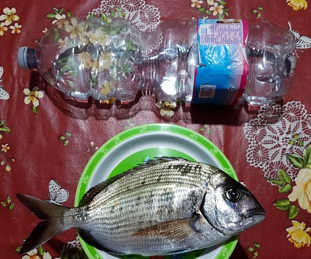 bream