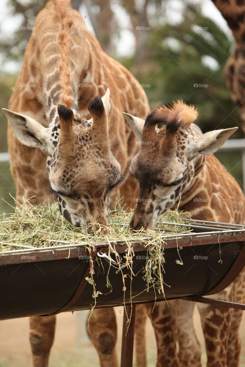 Giraffe baby