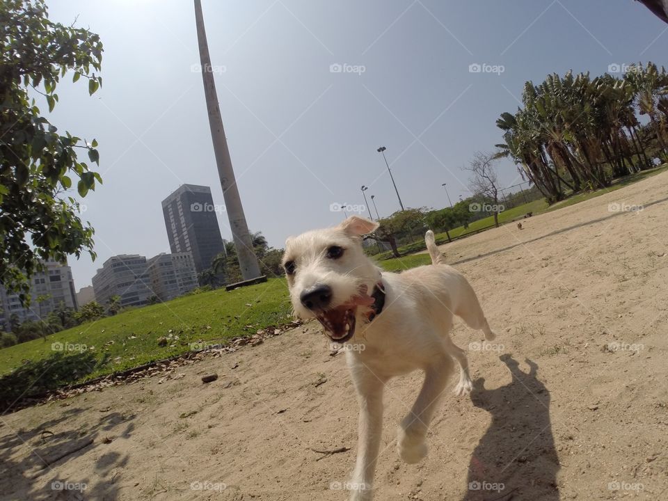 Happy cute dog running
