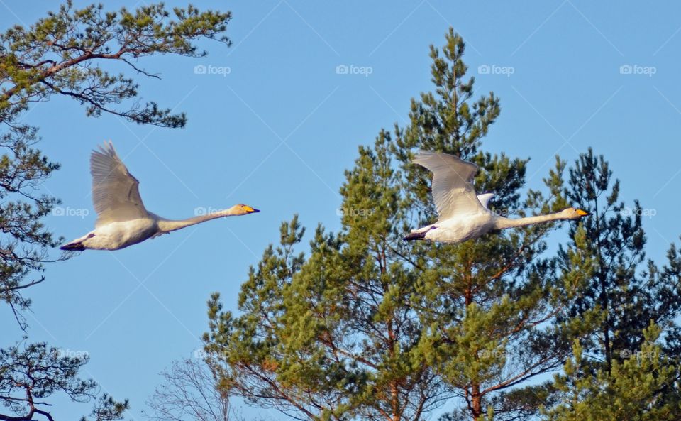 Flying swans in the Wood III