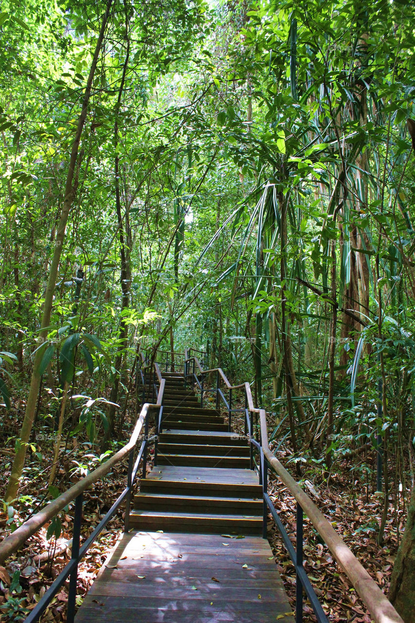 jungle walkway in singapore botanical gardens