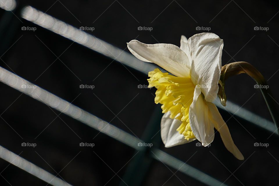 springtime in light and shadow