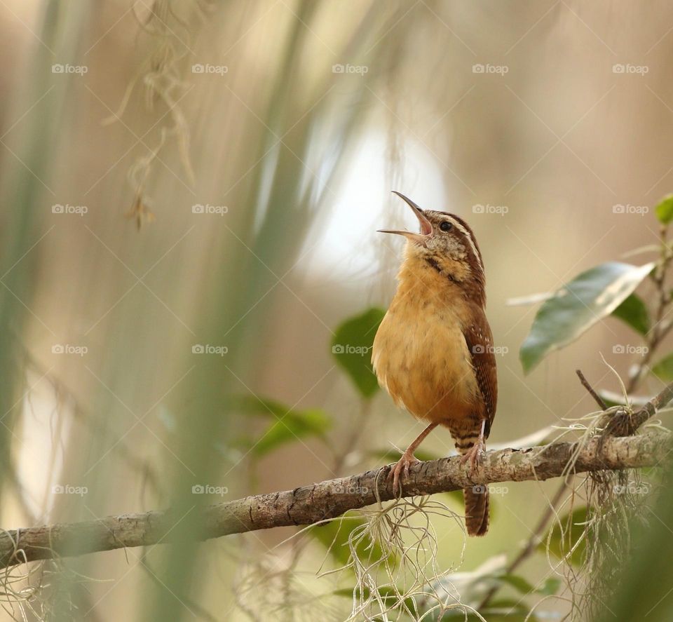 Beautiful and cute bird