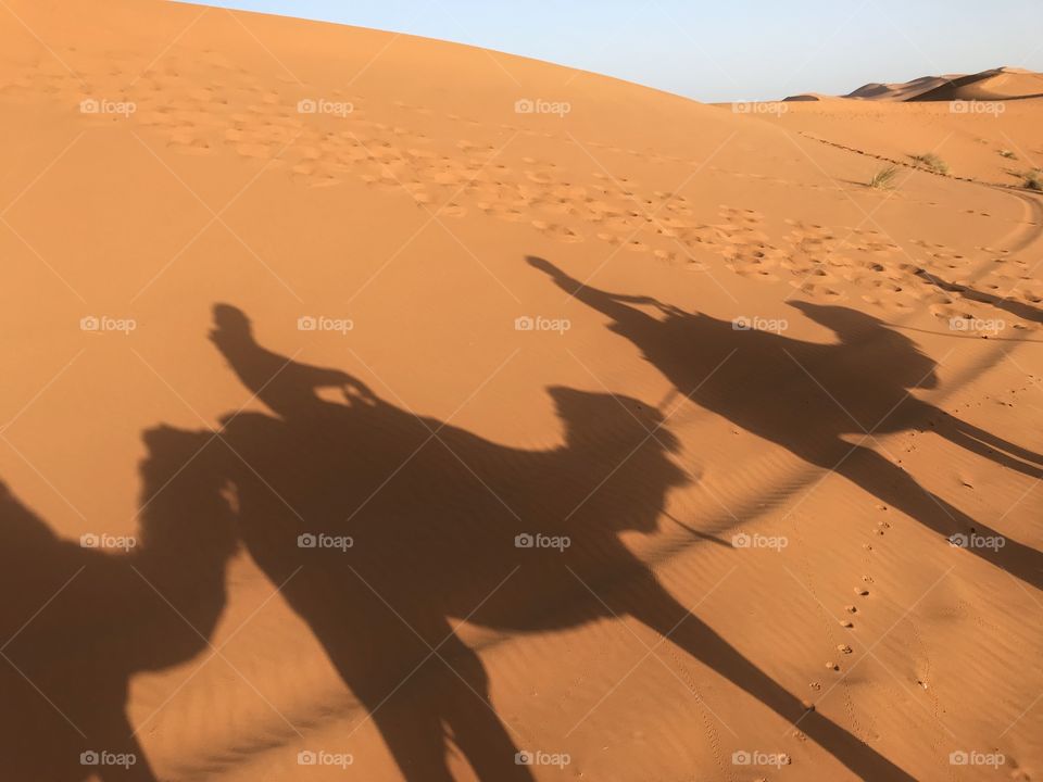 Camels shadows created in sand dunes in sahara desert. the biggest desert in the world