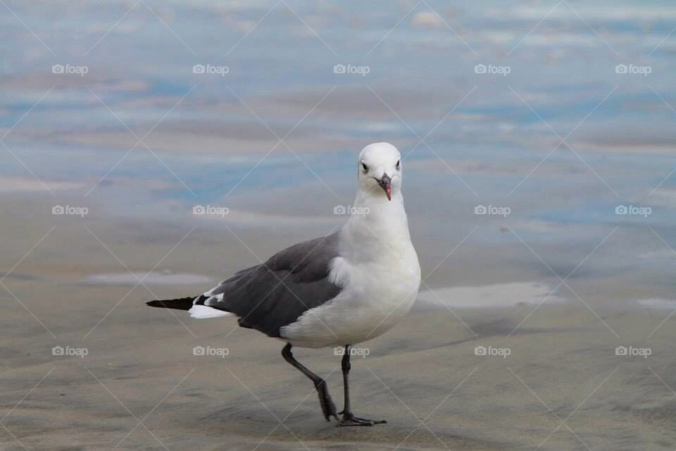 Seagull