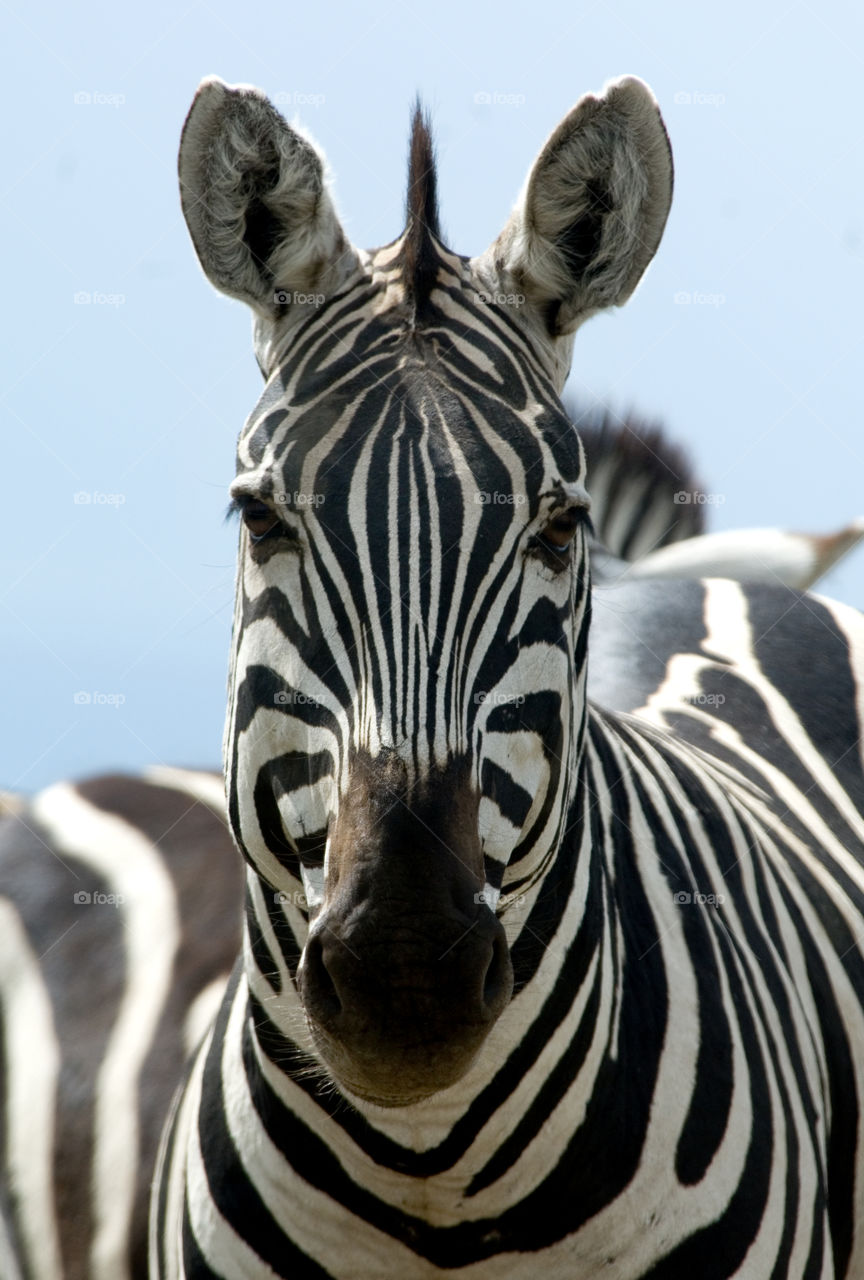 Portrait of zebra in serengeti national park, tanzania