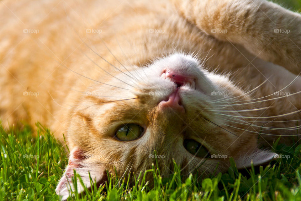 grass summer colourful cat by idocreativestuff
