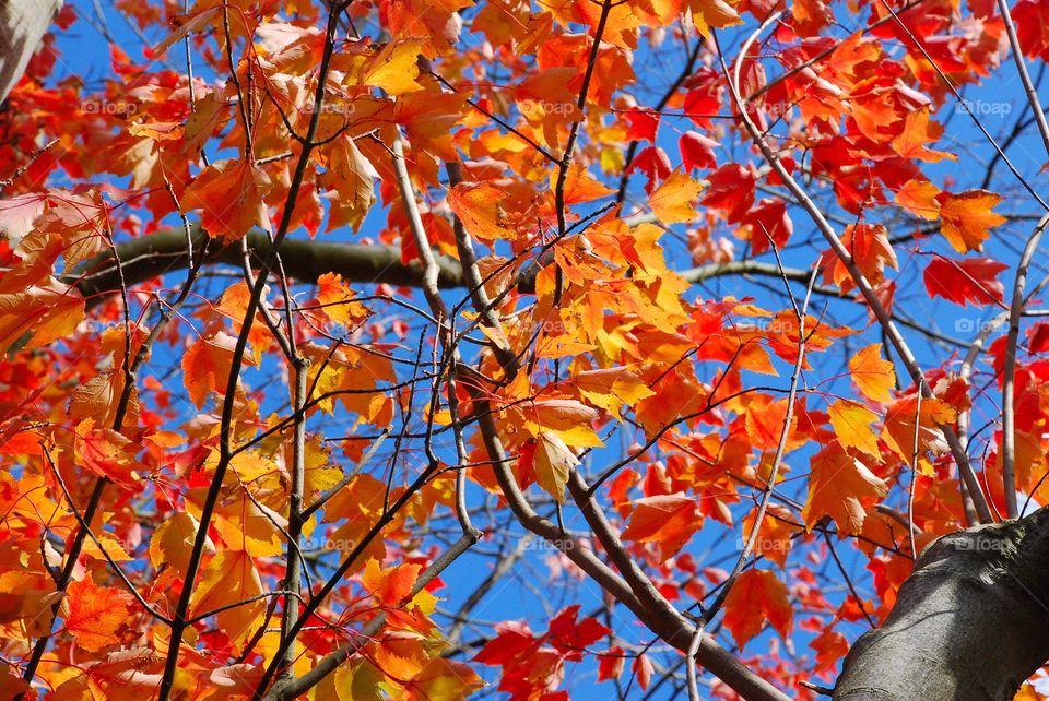 Autumnal leaves against a blue sky