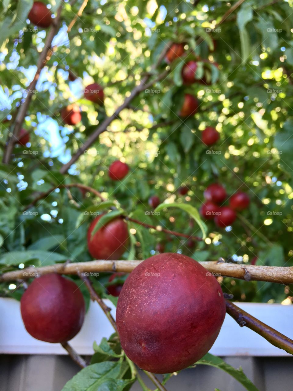 Closeup ripe red juicy nectarine on tree, blurred tree background 