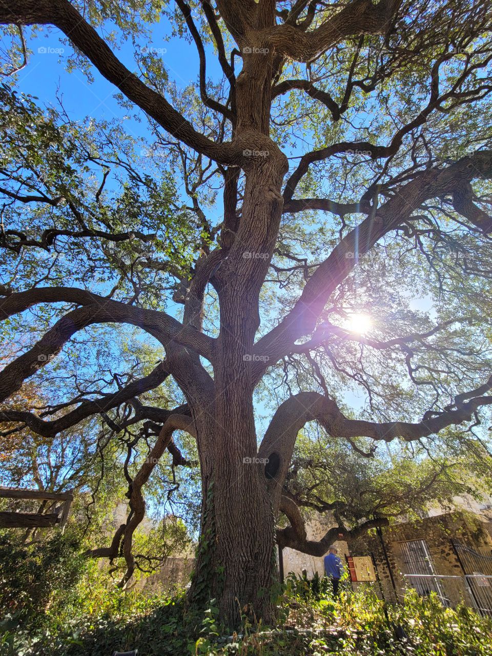 Peaking through the leaves