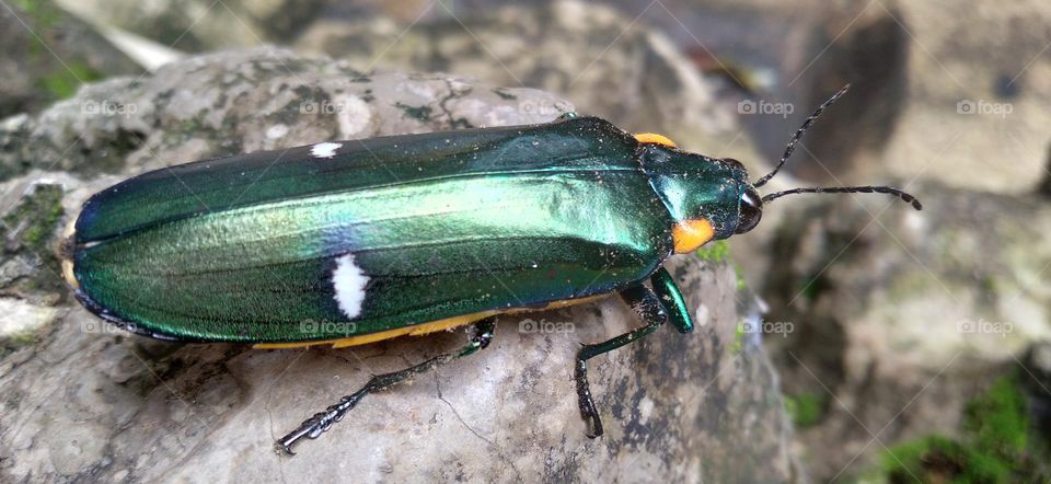 This insect lands on the artificial stone in the yard