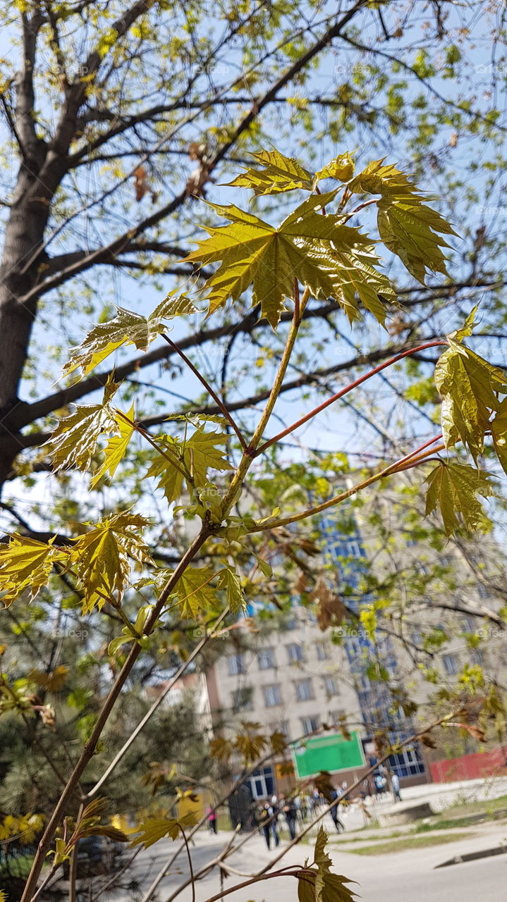 branchwith young leaves