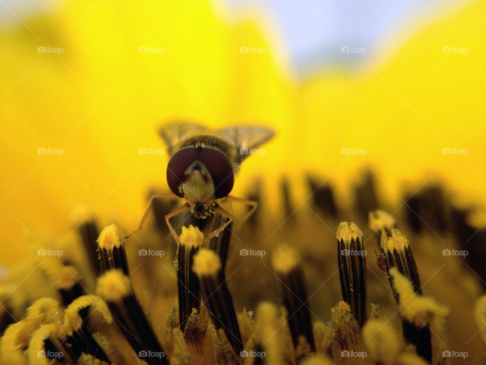 sweden garden flower macro by elluca