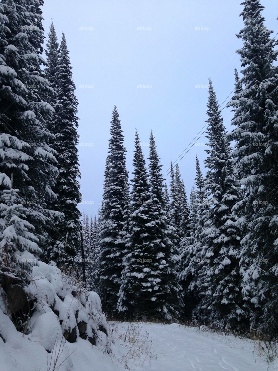 Snowy evergreens